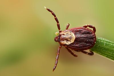 The Spread of Exogenous Tick Habitats in North America