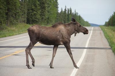 Transportation Impacts on Northern Animals